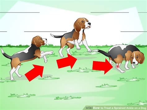 This article will let you know what to expect from a dog with a sprained leg. How to Treat a Sprained Ankle on a Dog - Mintbowl dog ...