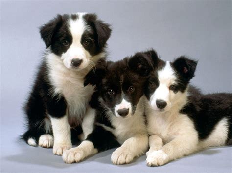 Click here to be notified when new border collie puppies are listed. Herding Puppies Pictures