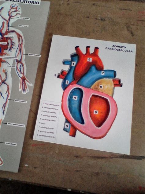 Maquetas Dibujos Y DiseÑos Aparato Circulatorio Y CorazÓn A7f
