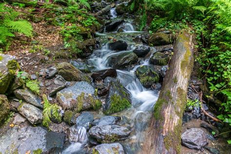 Cascade Creek In A Green Forest Shot With A Long Exposure Stock Image