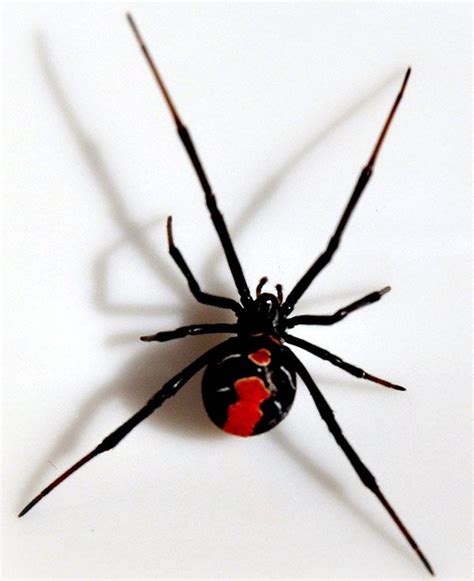 Black Widow Spiderred Hourglass Insects Pinterest