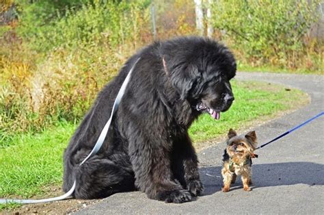 15 Maiores Cães No Mundo 5b Newfoundland Dog Big Dogs Huge Dogs