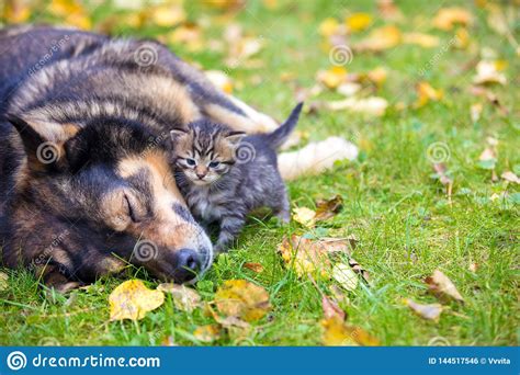 A Big Dog And A Little Kitten Playing Together Outdoors Stock Photo