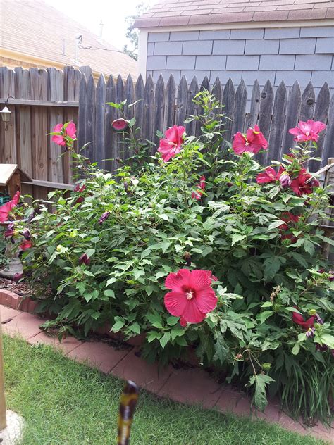Hardy Hibiscus In My Yard Come Back Every Year Dream Garden Hardy