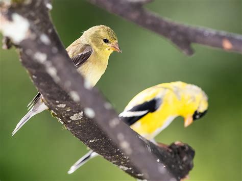 Female American Goldfinches Identification Guide Birdfact