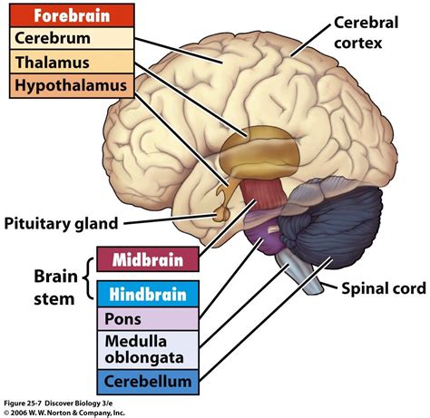 Bio 7 Preview For April 8 Human Brain Anatomy Brain Anatomy And