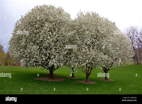 Spring Snow Crabapple Trees In Full Bloom Stock Photo Alamy