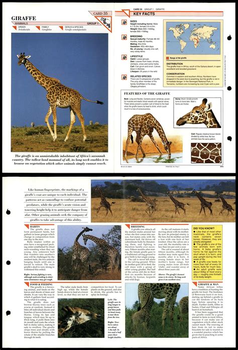 Giraffe 35 Mammals Wildlife Fact File Fold Out Card 249 Picclick