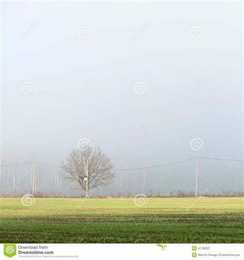Beautiful Green Meadow In Heavy Mist Stock Image Image Of Mist