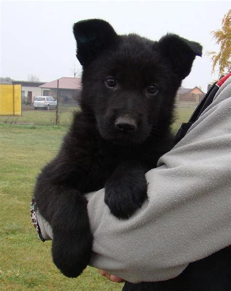 Thinkpup Shop Redbubble Black German Shepherd Puppies German