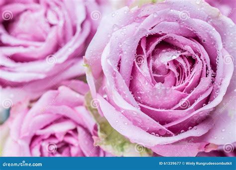 Beautiful Purple Roses Stock Image Image Of Petal Spring 61339677