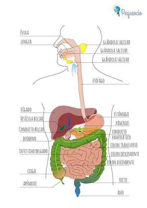El Aparato Digestivo Pequeocio Organos Del Aparato Digestivo