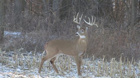 How To Hunt Each Phase Of The Western Whitetail Season