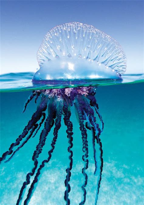 Marine Envenomations Jellyfish And Hydroid Stings Dan Southern Africa