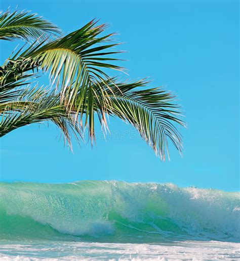 Palms And Waves Stock Photo Image Of Splash Sports 31749762