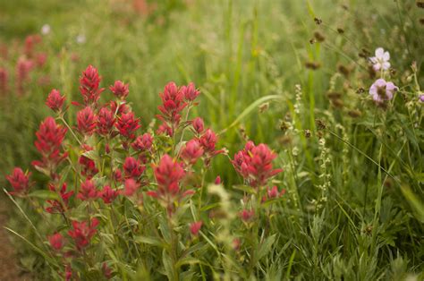 Best Hikes And Places To See Wildflowers In Utah