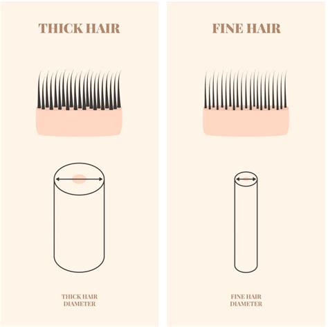 Human Hair Thickness In 2023 An Overly Detailed Guide