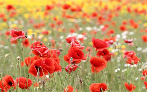 Poppy Flowers Fields Wallpapers 2560x1600 705336