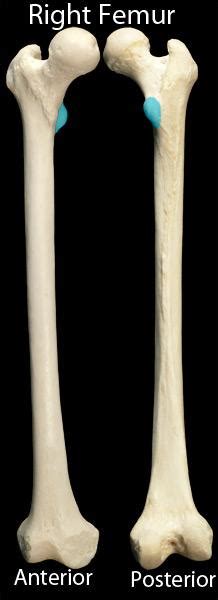 The lesser trochanter of the femur is a conical eminence, which varies in size in different species. Femur, Patella at University of Toronto, Scarborough ...