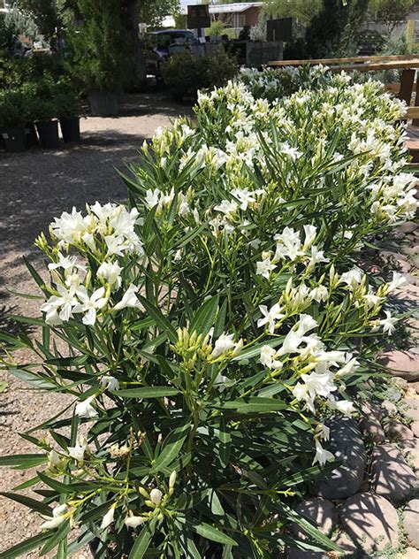 I have touched the plant without gloves all of the time and have never developed skin irritation. Oleander Plant Care - Guzman's Greenhouse Oleanders Southwest