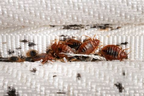 How To Inspect Your Home For Bed Bugs A Step By Step Guide Pestcapital