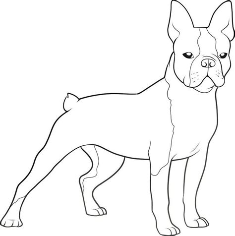 ️free Printable Boston Terrier Coloring Pages Free Download