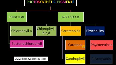 3 Major Classes Of Pigments In Photosynthesis Youtube