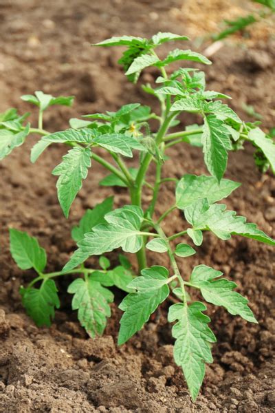 How To Help Struggling Tomato Plants Grow Bigger And Better Now