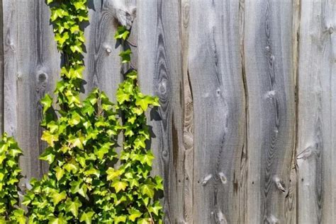 Incredible How To Grow English Ivy On Fence References