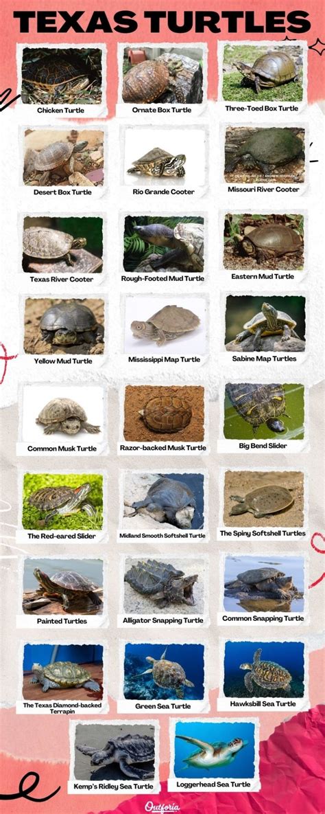 All The 26 Types Of Texas Turtles Id Guide And Photos