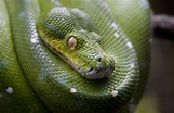 Snake_ 1 Free Photo Download | FreeImages