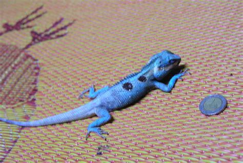 Blue Crested Lizard Showing Bright Blue Breeding Colourati Blaise