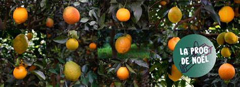 Distribution De Vraies Oranges Bio Hoba