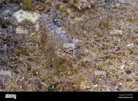 Striped Goby Gobius Incognitus In Mediterranean Sea Stock Photo Alamy