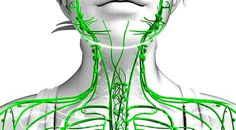 How To Drain Your Lymph Nodes Reverasite
