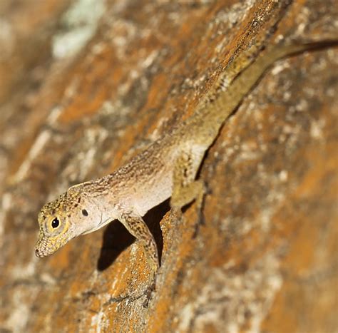 Bark Anole From Sewalls Point Fl 34996 Usa On April 17 2023 At 05