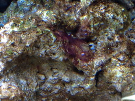 The first solution is, of course, the most direct. Cycling and algae help please? | REEF2REEF Saltwater and ...