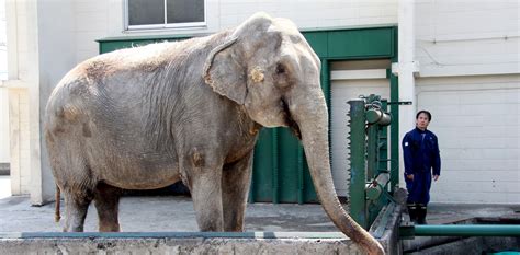 Here are 2 possible meanings. インドゾウ｜おびひろ動物園探検隊