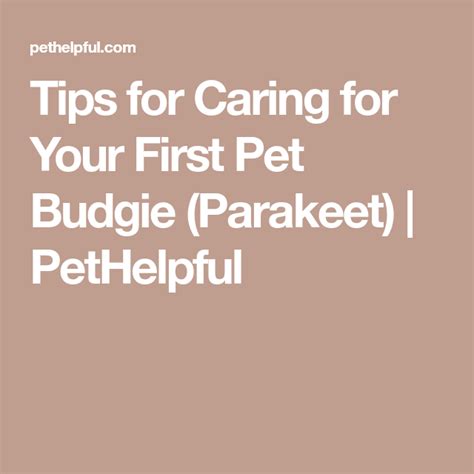 Tips For Caring For Your First Pet Budgie Parakeet Budgie Parakeet
