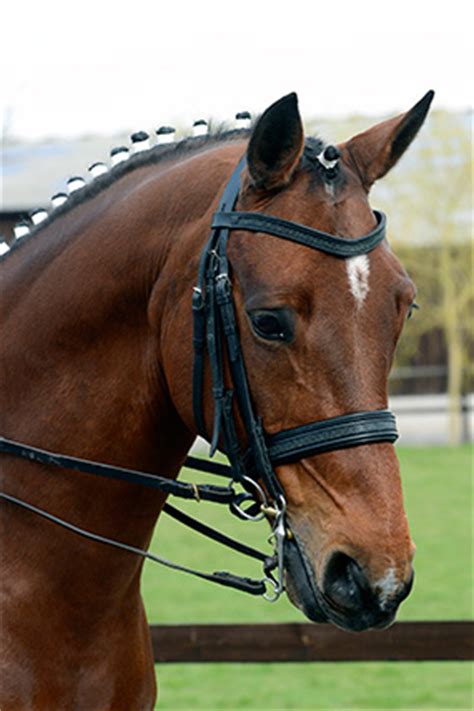 1000 dressage horse head template free vectors on ai, svg, eps or cdr. Oldencraig Equestrian Centre | Dressage Surrey | Livery ...