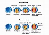 esempi di protostomi e deuterostomi | Differbetween