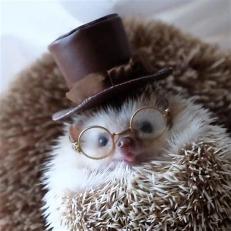 Hedgehog Wearing A Top Hat And Glasses Cute Baby Animals Cute