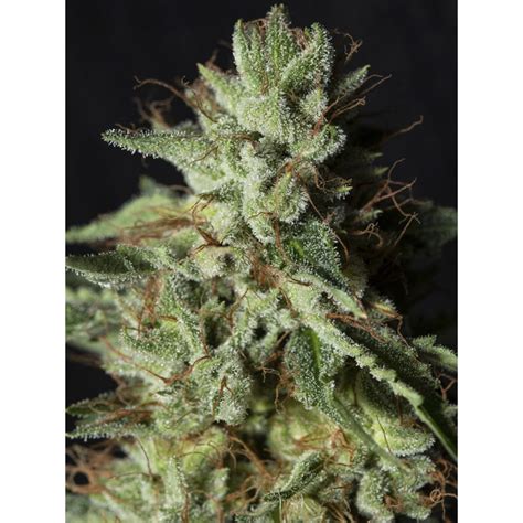 Gorilla Candy Seeds From Eva Seeds
