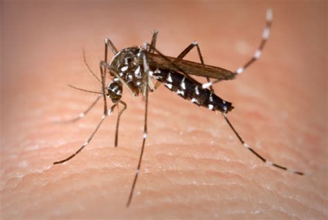 Post Hurricane Florence Giant Mosquitoes Emerge In North Carolina