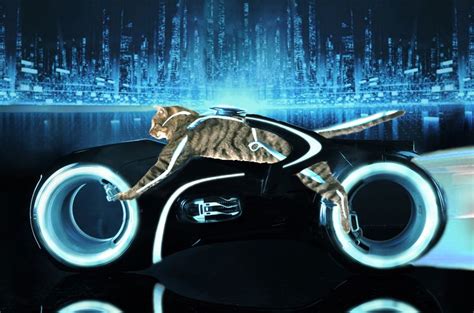 Tron Legacy Cat Tron Legacy Concert Cats Gatos Concerts Cat Kitty