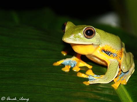 Hewan avertebrata adalah hewan yang memiliki badan lembek karena absennya tulang kompleks. Macam-Macam Hewan Amfibi (Part 1)