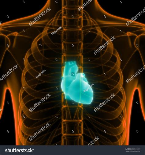 Human Body Organs Heart Anatomy 3d Stock Illustration 562617331