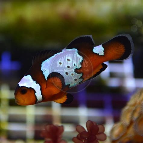 Amphiprion Sebae True Sebae Clownfish Captive Bred Shop Miniwaters