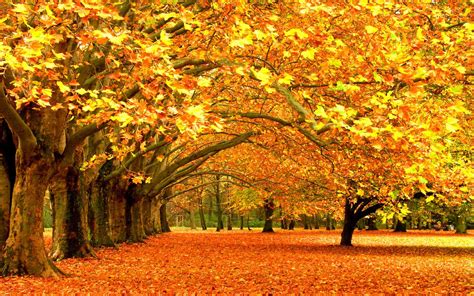 Background Pictures Of Fall Background Wallpaper