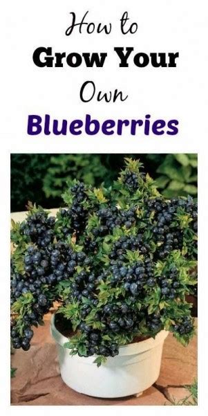 Grow In A Blueberry Bush Container Dan330